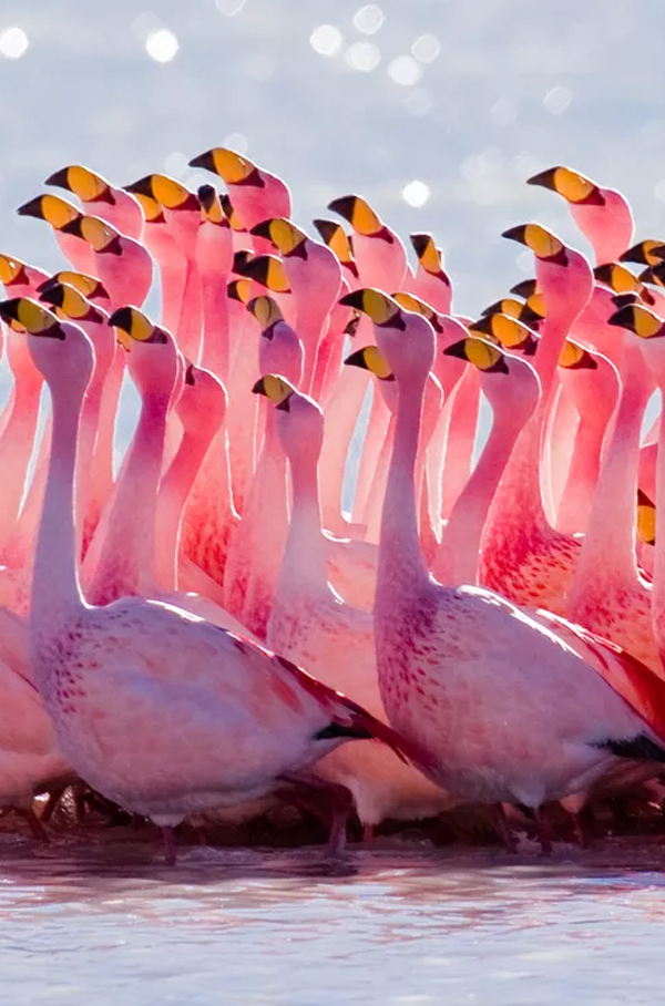 1606723674144045.jpg 粉色.jpg